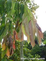 Image result for Drypetes gerrardii