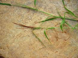 Image result for Panicum subalbidum