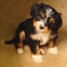 Black And Tan Yorkie Full Grown Image Result For Black And Tan Cavapoo Full Grown Animals Cavapoo Cavapoo Puppies Dogs