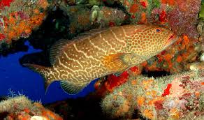 Black And White Striped Fish In The Gulf Of Mexico Mycteroperca Tigris Tiger Grouper Grouper Fish Fish Sea Fish