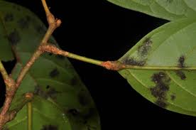 Image result for Ellipanthus