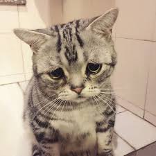 Uzgun Kedi Luhu 2 Komik Kopek Fotograflari Kedi Esprileri Ve Cok Sirin Hayvanlar
