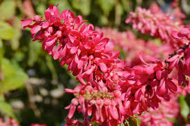 Image result for Triplaris americana