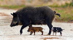 Let me know what you think of my videos by leaving comments, sharing, and giving likes. Feral Hogs Buffalo National River U S National Park Service
