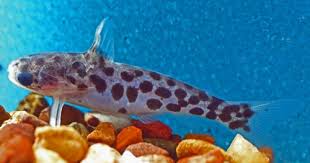 Image result for Centrostigma clavatum