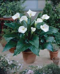 Image result for Zantedeschia aethiopica