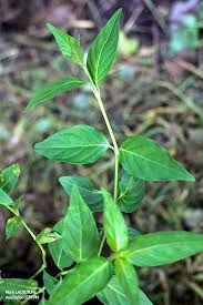 Image result for Justicia striata