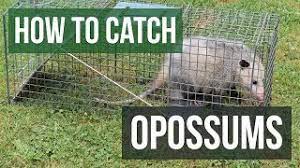Just set a large cage trap, at least 10x12x32, or a raccoon sized trap in the area where the opossum frequents. How To Catch An Opossum With A Live Animal Trap Youtube