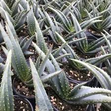 Image result for Aloe suprafoliata