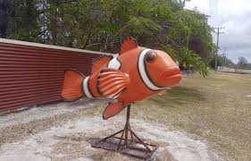 Big Clownfish Agnes Water Qld Australia Big Travel Oz