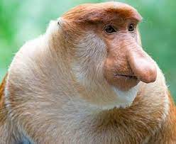 Proboscis Monkey One Big Nose Proboscis Monkey Monkey Big Noses