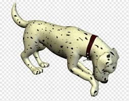 Dalmacyali Kopegi Kopek Yavrusu Kopek Irki Spor Disi Grup Kedi Mascotas Memeli Kedi Memeli Gibi Etobur Png Pngwing