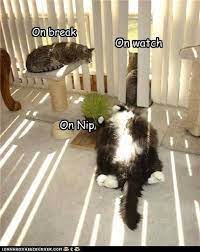 17 Cats That Might Have Had Too Much Catnip Funny Cat Memes Funny Cats Funny Animal Pictures