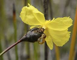 Image result for Xyris peteri