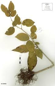 Image result for Intsia