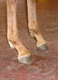 Horses affected with club foot develop a flexural deformity of the coffin joint, due to a shortening of the musculotendinous. Flexural Deformities In Horses Musculoskeletal System Merck Veterinary Manual