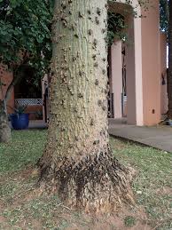 Image result for Erythrina livingstoniana