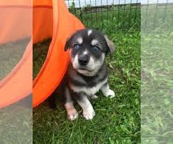 View Ad Goberian Litter Of Puppies For Sale Near Minnesota Crookston Usa Adn 150224