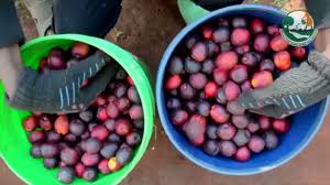 Image result for Anisophyllea boehmii