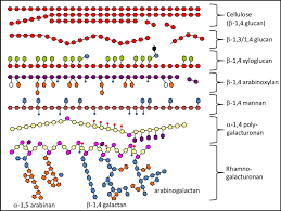 A plant cell wall was first observed and named (simply as a wall) by robert hooke in 1665.3 however, the dead excrusion product of the living protoplast was. Schematic Representation Of Plant Cell Wall Polysaccharides Cellulose Download Scientific Diagram