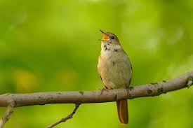 We did not find results for: Daftar Harga Burung Sikatan Londo Terbaru September 2020