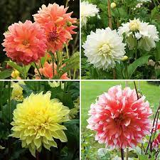 Check spelling or type a new query. Dinnerplate Dahlia Collection White Flower Farm