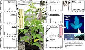 Accumulation and Subcellular Localization of Acteoside in Sesame Plants  (Sesamum indicum L.) | ACS Omega