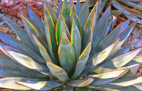 How to care for cactus and succulents. Agave Blue Glow