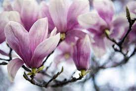 Tulip poplar trees for sale online. Tulip Tree Facts Gardenerdy