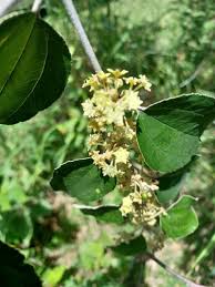 Image result for Ziziphus mauritiana