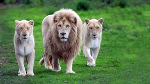 Wild Animals Hd Wallpapers Wallpaper Cave Find and download desktop backgrounds animals wallpapers, total 31 desktop background. wild animals hd wallpapers wallpaper cave