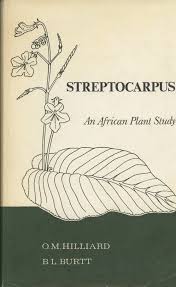 Image result for Streptocarpus hirticapsa