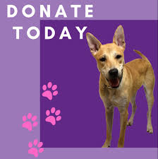 Maybe you would like to learn more about one of these? Border Tails Rescue
