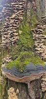 Image result for Phellinus rimosus