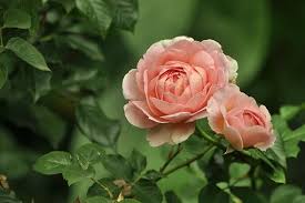 Dreamstime is the world`s largest stock photography community. 40 000 Rose Images Photos Hd