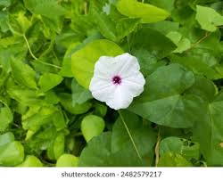 Image result for Ipomoea turbinata