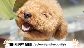 The different types of cuts require expert hands who know how to shape and what they should look like. When Do Poodles Lose Their Puppy Coat Top Grooming Faq S The Puppy Mag