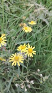 Image result for Senecio madagascariensis