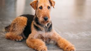 From stunning purebreds to unique designer breeds, our pupper selection includes various bloodlines, coat types, personalities, and colors. 9 Versatile Facts About The Airedale Terrier Mental Floss