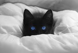 The new breed program allows for the registration and the ojos azules cat should impress one immediately with its sweet and appealing expression and its large and lovely blue or odd eyes. 6 Cat Breeds With Blue Eyes Petmd