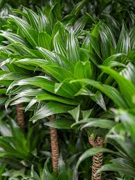 Image result for dracaena