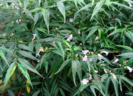 Image result for Strobilanthes anisophylla