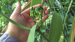 We provide a personal bespoke service and create inspirational floral arrangements that deliver your vision for your special event. Xcaret Mexico Wild Vanilla Orchid In Bloom Day 3 Time For A Drink Youtube