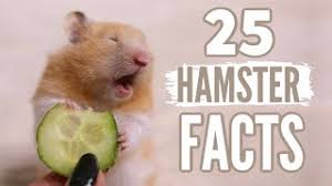 Hamsters make a great first pet for kids, especially those above the age of 5. 25 Facts About Hamsters Youtube