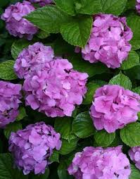 Cutting these back in the fall eliminates new flower buds, leaving nothing but foliage. Pruning Hydrangeas