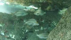 Bathtub reef beach in stuart has a shallow reef that is perfect for easy snorkeling. Snorkeling Bathtub Reef Stuart Florida