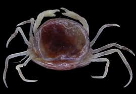 Image result for Eriolaena rulkensii