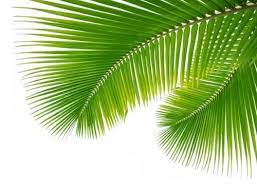 345 Website Palm Leaves Png 500 382 Palm Tree Illustration Plant Leaves