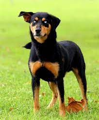 And the biggest question… should you even have a rottweiler husky mix puppy at your home? Rottweiler Husky German Shepherd Mix Online