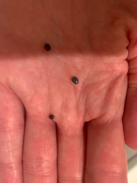 Does anyone know what these are? Found in my cats bed. Checked him for  fleas and saw none.. : r/pestcontrol